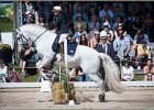 Pferd International 164